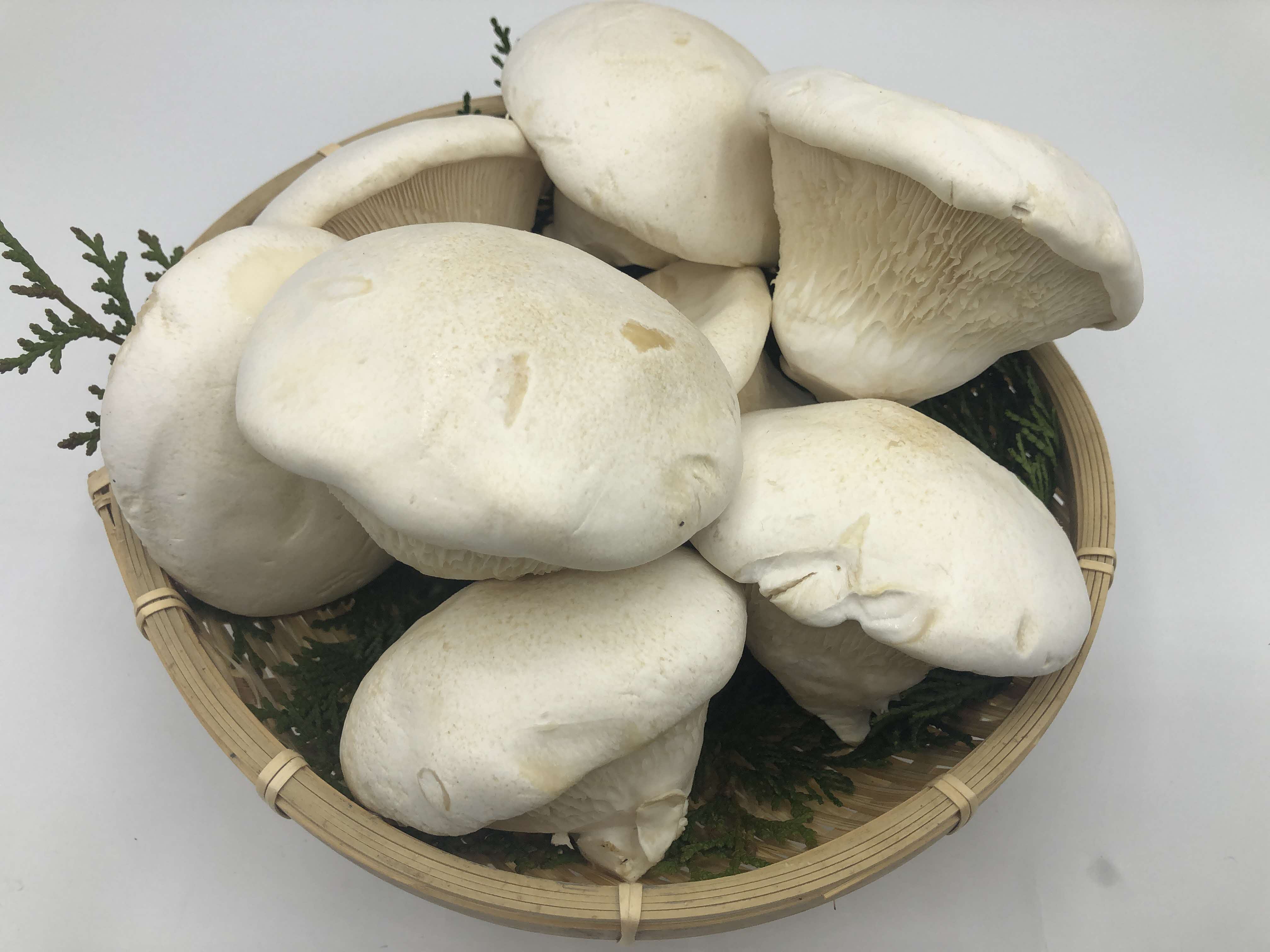 あわび茸