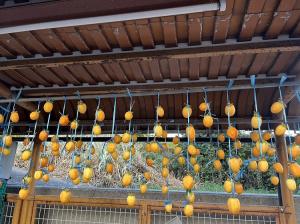 干し柿