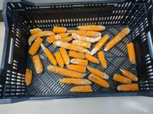 黄色いポップコーン用のとうもろこし