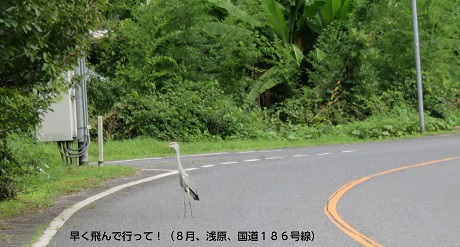 早く飛んで行って！（８月、浅原、国道１８６号線）