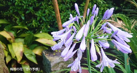 梅雨の花「恋の予感」