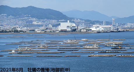 2021年8月　牡蠣の養殖(地御前沖)