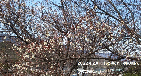 2022年2月　もう春か　梅の開花　(沖塩屋にて)
