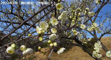 2022年2月　梅の開花　(沖塩屋にて)