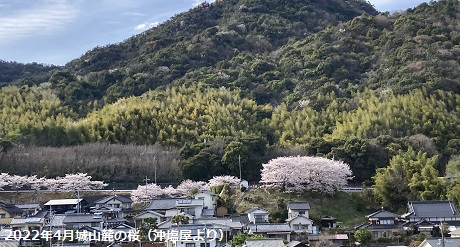 2022年4月城山麓の桜（沖塩屋より）