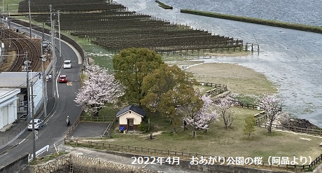 2022年4月　おあがり公園の桜（阿品より）
