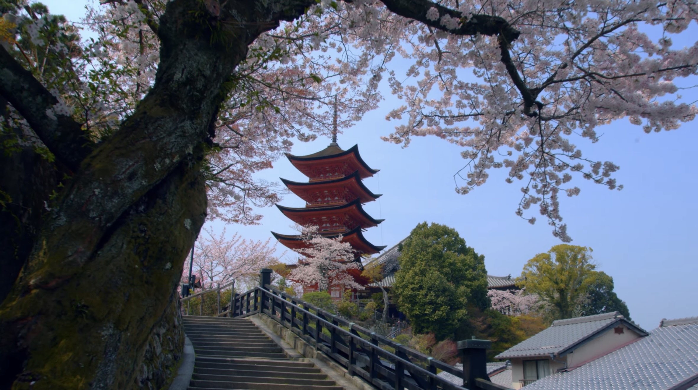 桜と五重塔