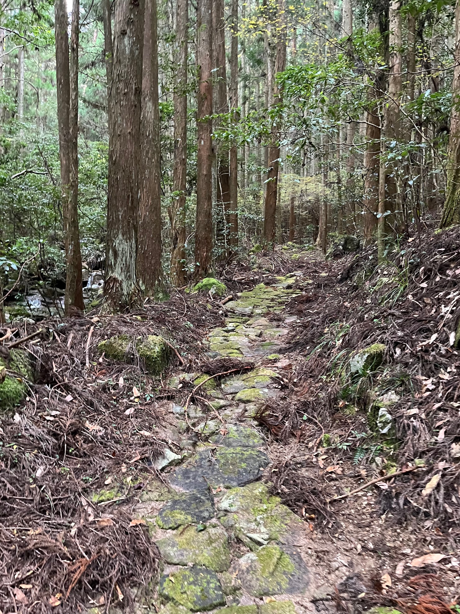石畳と杉