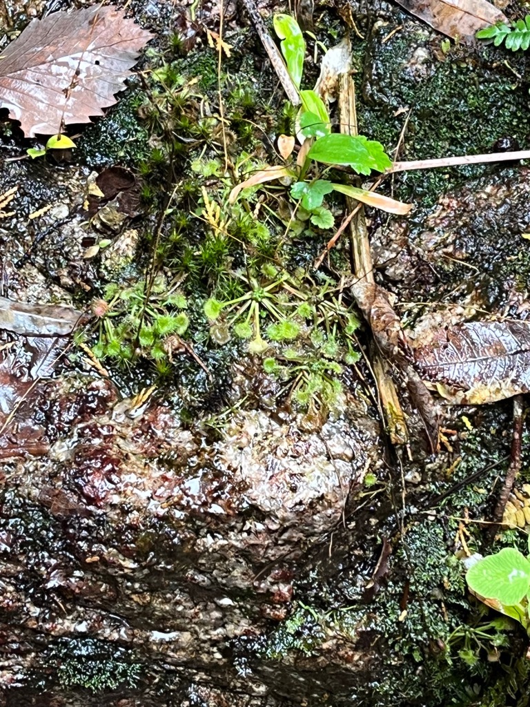 食虫植物の一種