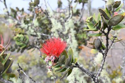 ハワイ島の花「オヒア・レフア」