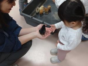 ひよことのふれあい