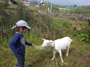 やぎとのふれあい