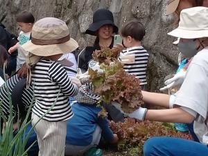大きなサニーレタスを収穫