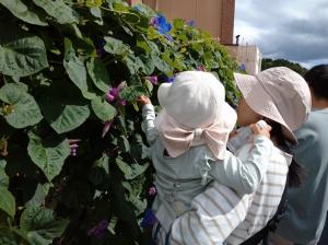 琉球アサガオの花を摘む
