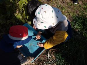 小豆をさやから取り出す