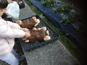 菌床しいたけの収穫