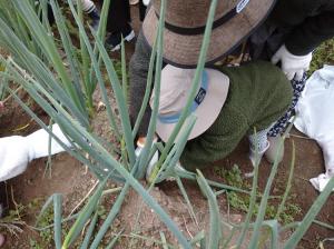 長ネギの収穫