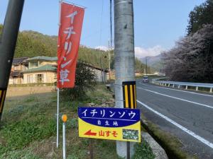 イチリンソウ看板