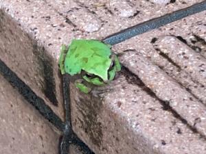かえる１