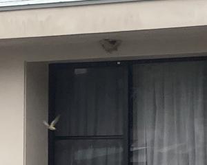 つばめ2