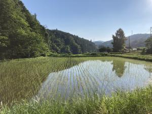 稲