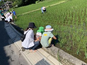 草取り2
