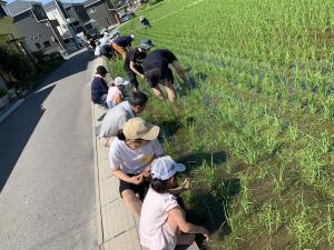 草取り4