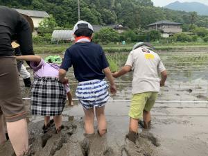 田んぼに入る様子