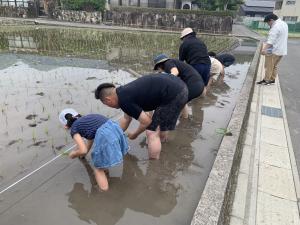 田植えの様子