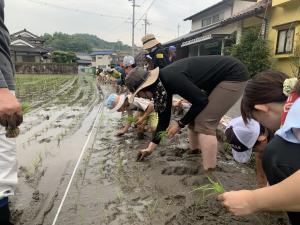 田植えの様子