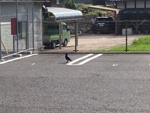 からす