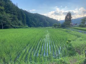 稲8月5日.1