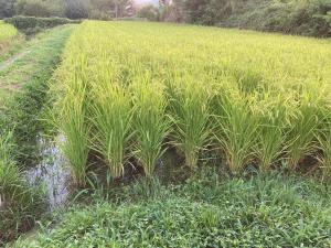稲8月5日.2