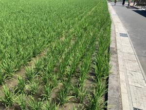 草取り後の田んぼ