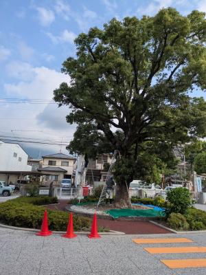くすのき1