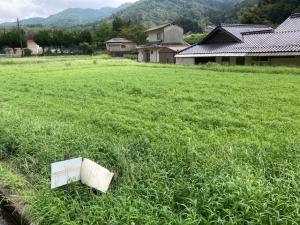 コスモス9月1日