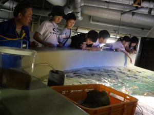 宮島水族館バックヤードツアー