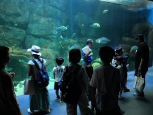 宮島水族館バックヤードツアー