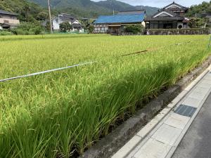 作業後の田んぼ