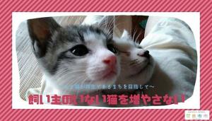 飼い主のいない猫を増やさない