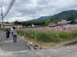 コスモス