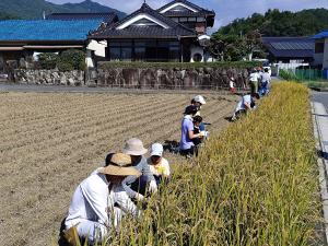 刈り取りの様子1