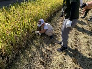 刈り取りの様子（親子）2