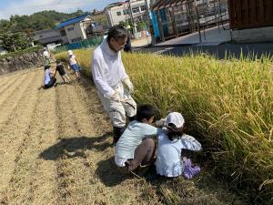 刈り取りの様子3