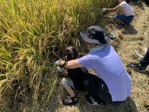 刈り取りの様子4