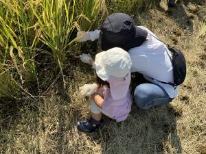 刈り取りの様子5