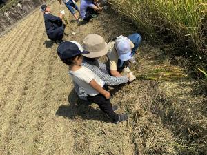稲穂を束ねている様子