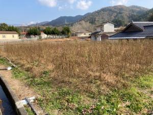 コスモス11月26日.1