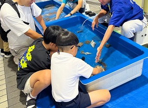 タッチプール写真
