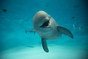 宮島水族館（スナメリのチハル）